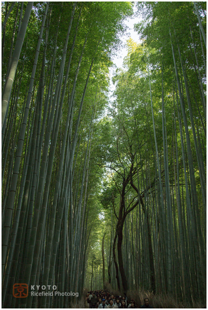 竹林　京都