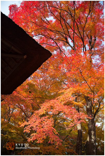 常寂光寺