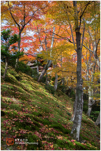 常寂光寺