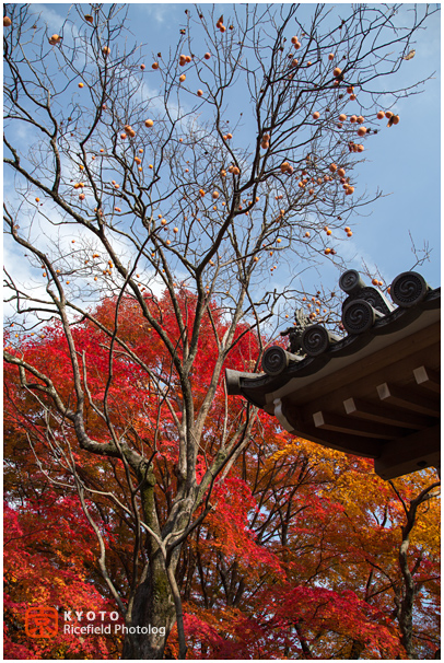 常寂光寺