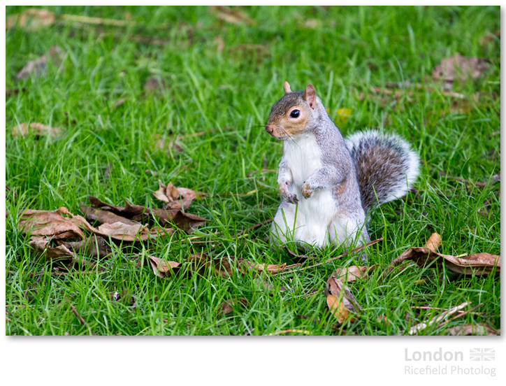 LONDON Hyde Park