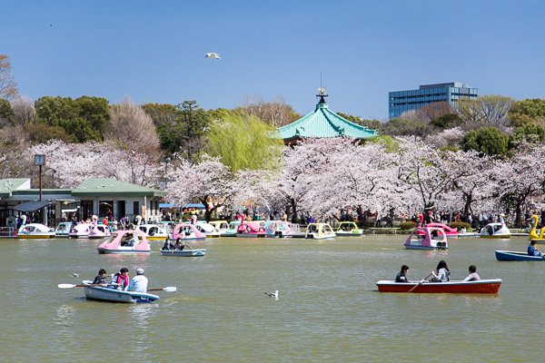 東京さくら日和｜上野公園