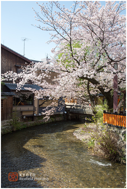 祇園白川