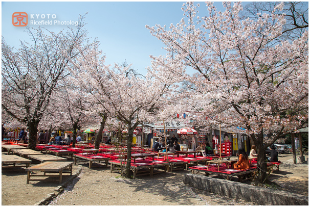 京都　円山公園