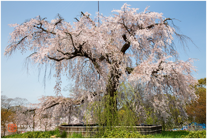 京都　円山公園　桜