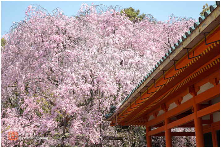 京都　平安神宮