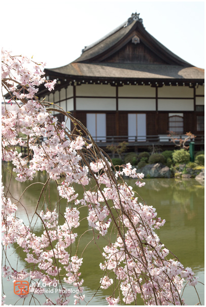 京都　平安神宮