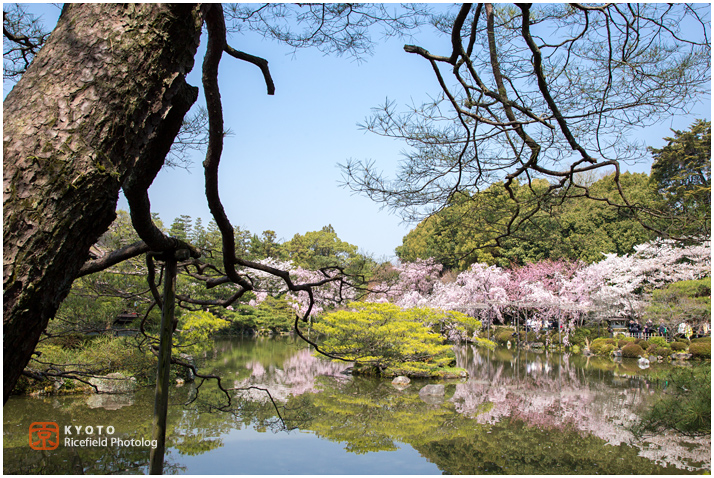 京都　平安神宮