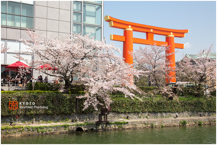 琵琶湖疎水　桜