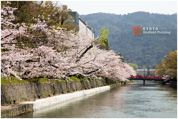 琵琶湖疎水　桜