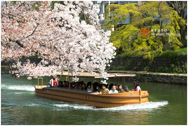 琵琶湖疎水　桜