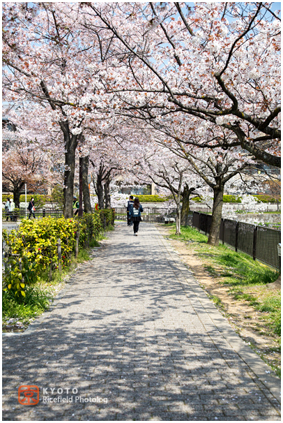 琵琶湖疎水　桜