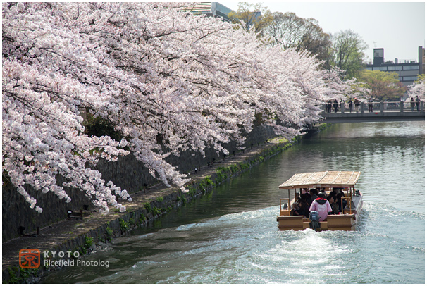 琵琶湖疎水　桜