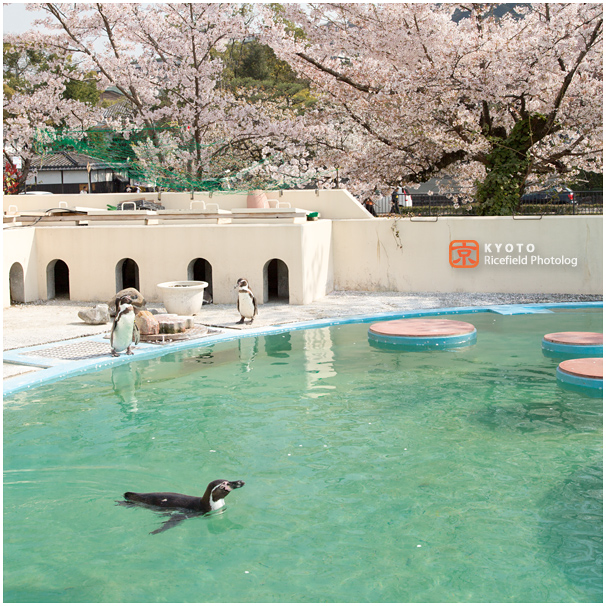 京都市動物園　桜