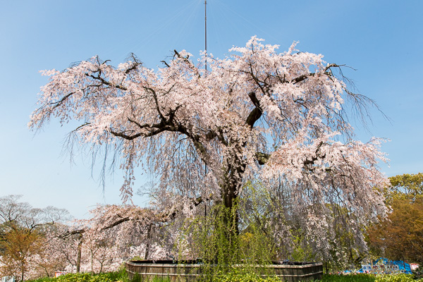 京都さくら日和｜建仁寺・祇園白川・円山公園・知恩院