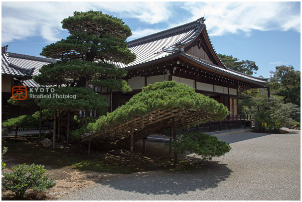 kinkaku-ji 金閣寺