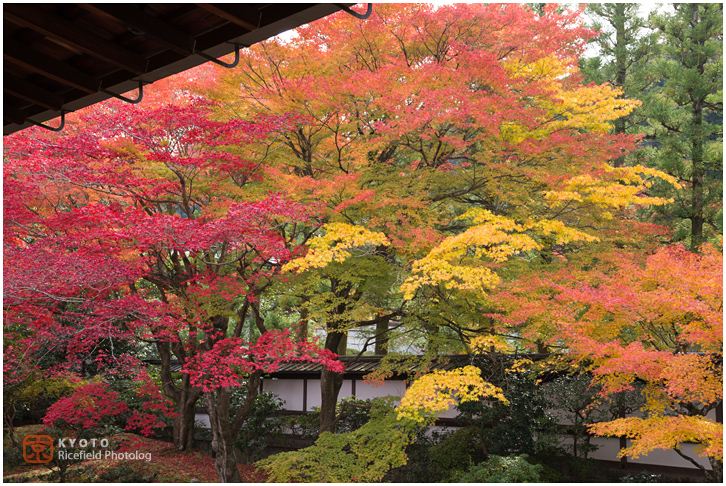 泉涌寺