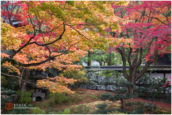 泉涌寺