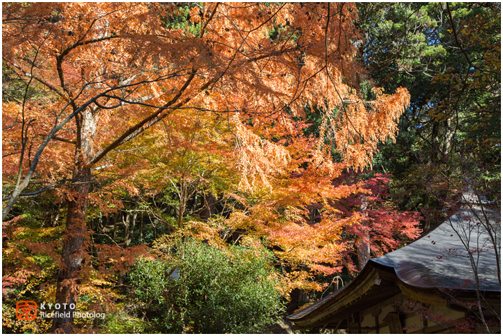 高山寺