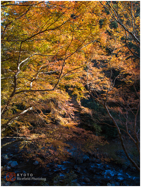 高山寺