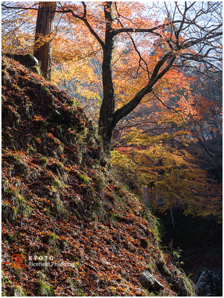 西明寺