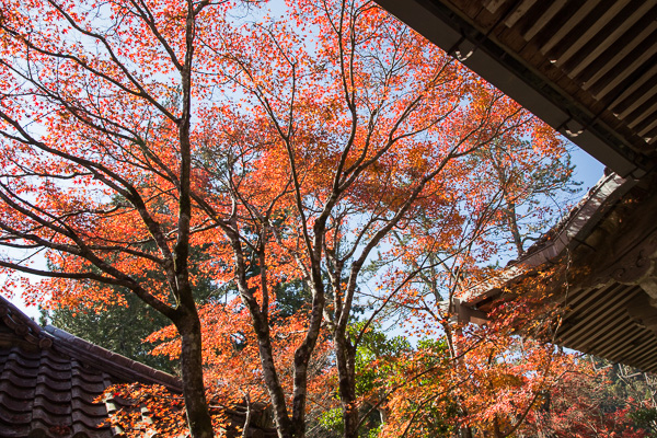 紅葉の京都｜高山寺・西明寺・神護寺