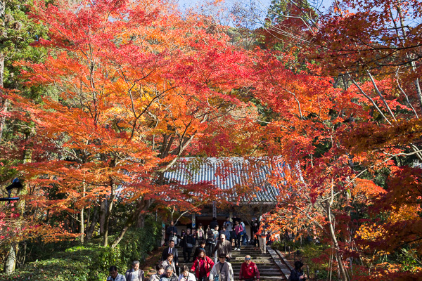 紅葉の京都｜金戒光明寺・真如堂・永観堂・南禅寺