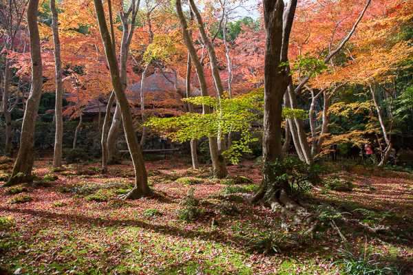 紅葉の京都｜嵐山・宝厳院・祇王寺・仁和寺