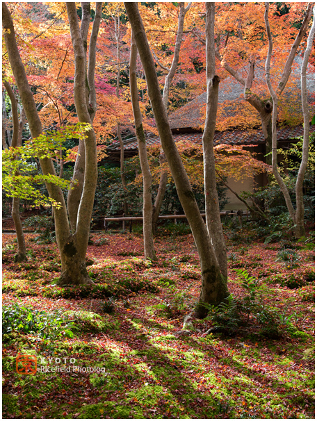 祇王寺