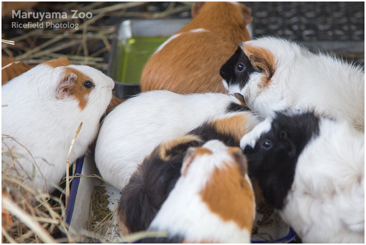 円山動物園