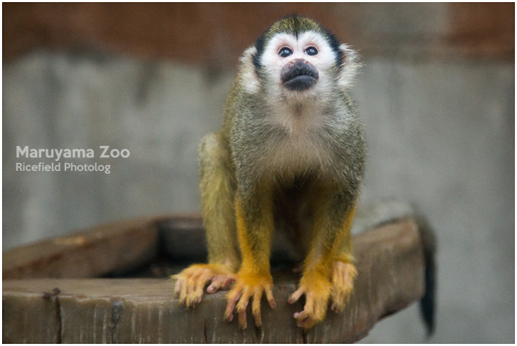 円山動物園