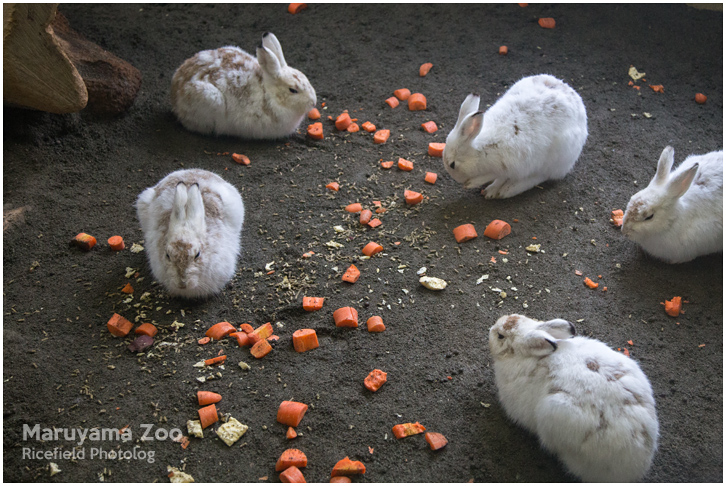 円山動物園