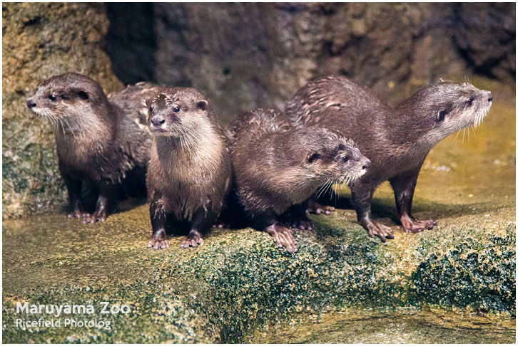 円山動物園