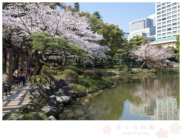 東京　さくら　sakura