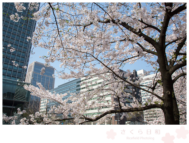 東京　さくら　sakura