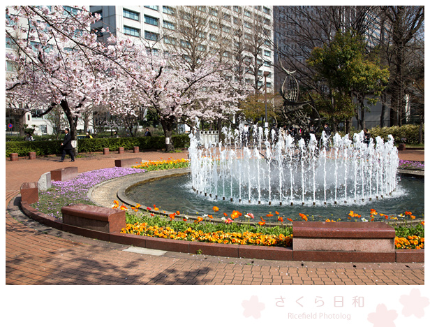 東京　さくら　sakura