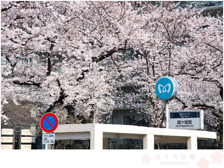 東京　さくら　sakura