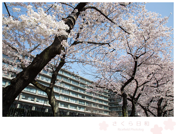 東京　さくら　sakura