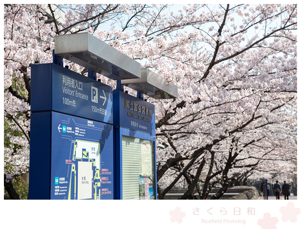 東京　さくら　sakura