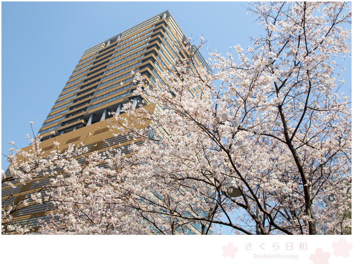 東京　さくら　sakura