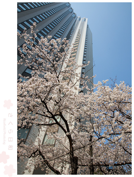 東京　さくら　sakura