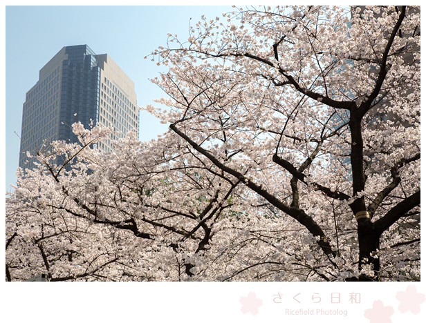 東京　さくら　sakura