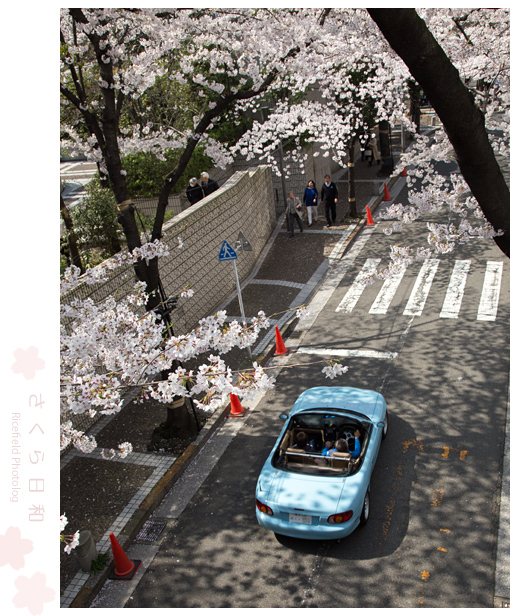 東京　さくら　sakura