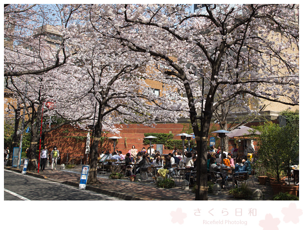 東京　さくら　sakura