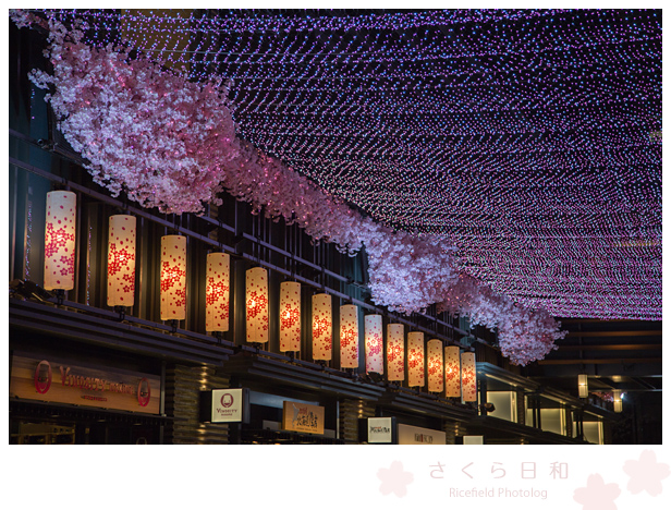 東京　さくら　sakura