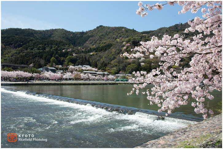 京都　さくら　桜