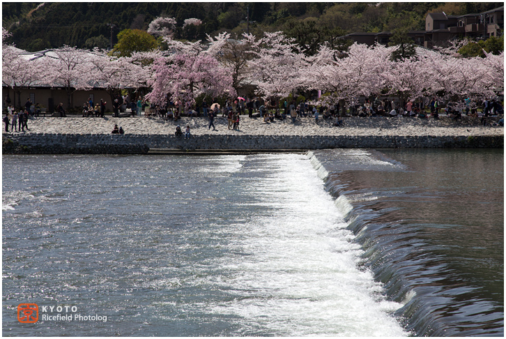 京都　さくら　桜