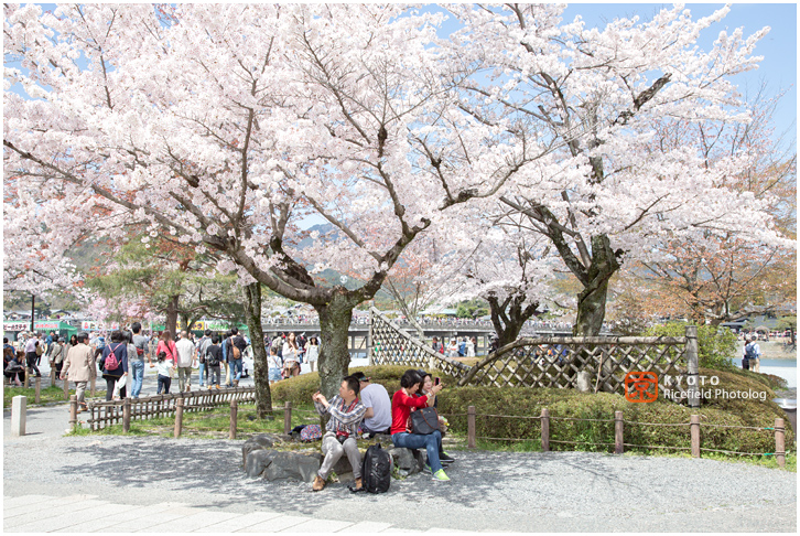 京都　さくら　桜