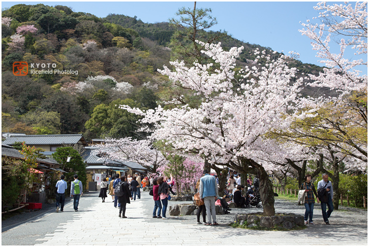 京都　さくら　桜