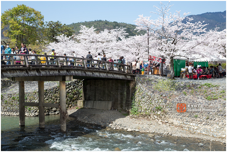 京都　さくら　桜